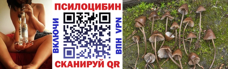 blacksprut ссылки  Черняховск  Псилоцибиновые грибы Psilocybine cubensis 
